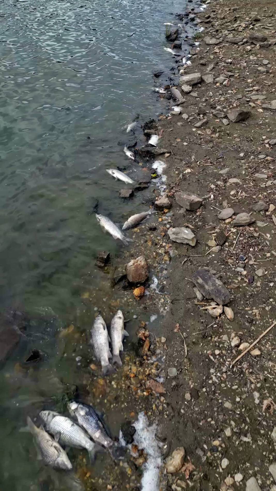 O kentte korkunç manzara: Maske ve eldivenle kamyonete yüklediler! Mahalleli endişeli: Daha önce böyle bir şey yaşamadık 11